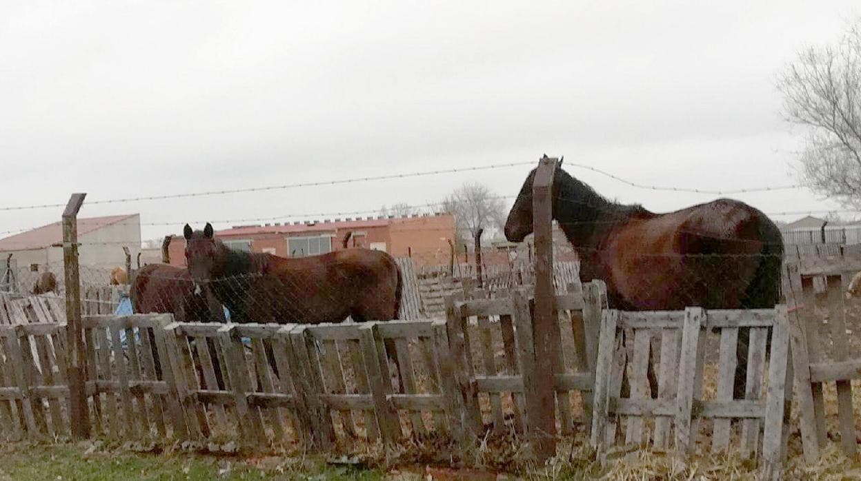Inspeccionan en Burgos dos mataderos e investigan a 7 tratantes por la comercialización irregular de caballos para carne