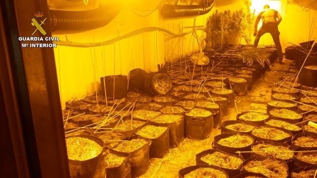 Cae la tapadera de un laboratorio de marihuana con más de 1.900 plantas en Sueca