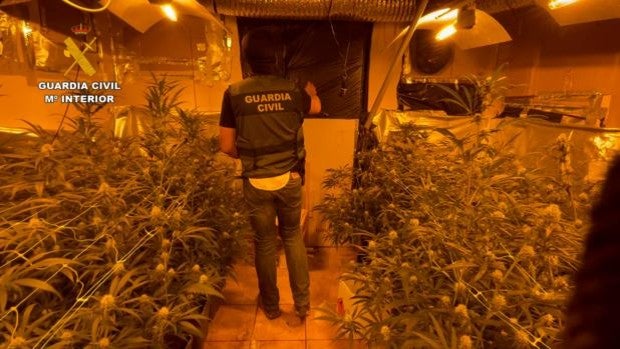 Desmantelada una plantación de marihuana con 364 plantas y un detenido en El Cubillo de Uceda