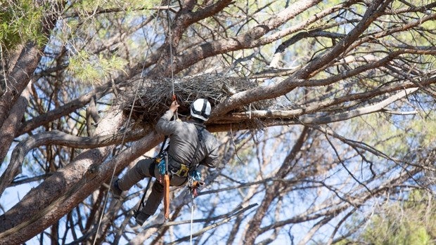 Un GPS permitirá seguir el viaje de 13.000 kilómetros de los pollos de cigüeña negra nacidos en Madrid