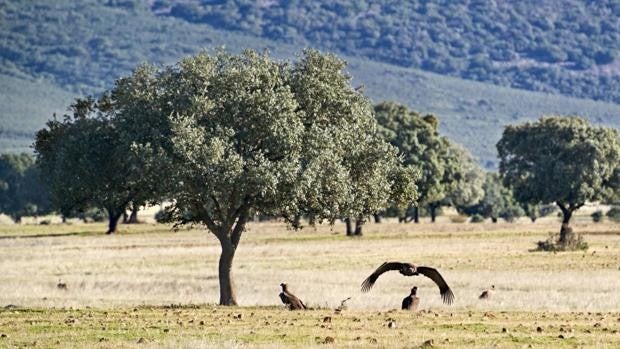 El entorno de Cabañeros y Tablas de Daimiel podrán pedir desde este viernes ayudas de fondos Next Generation