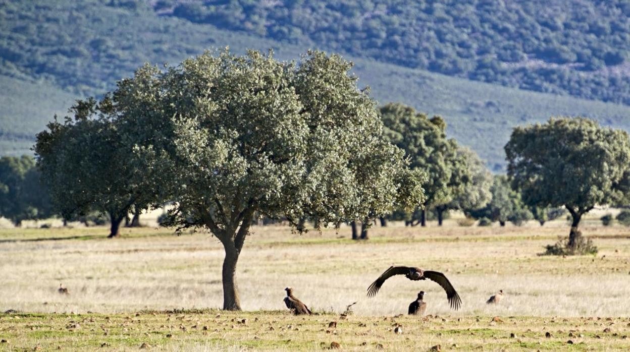 El entorno de Cabañeros y Tablas de Daimiel podrán pedir desde este viernes ayudas de fondos Next Generation