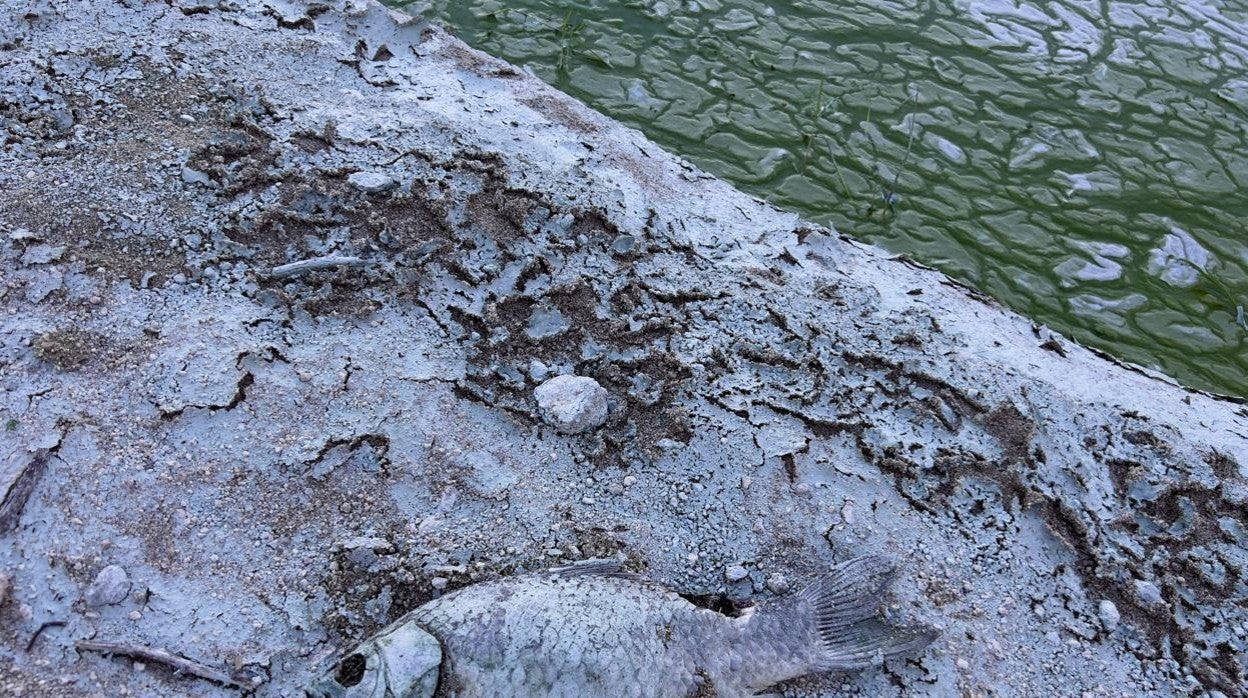 Agua verde y peces muertos: es la imagen que deja un crecimiento masivo de algas en Las Cogotas y Fuentes Claras