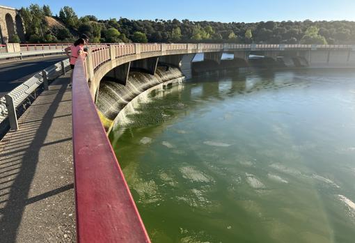 Agua verde y peces muertos: es la imagen que deja un crecimiento masivo de algas en Las Cogotas y Fuentes Claras