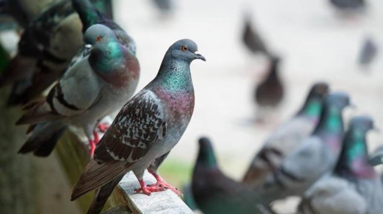 La sobrepoblación de palomas es un problema es ciudades con cascos históricos donde predominan los inmuebles antiguos y abandonados