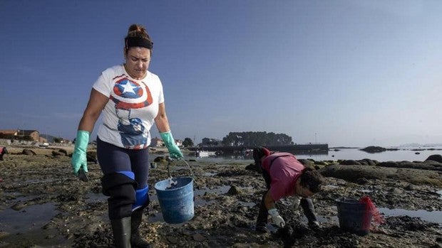 El calor amenaza la supervivencia del marisco: «No crece, se nos muere»