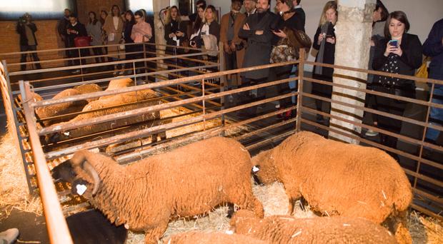 Las ovejas se sientan en primera fila del desfile de Oteyza