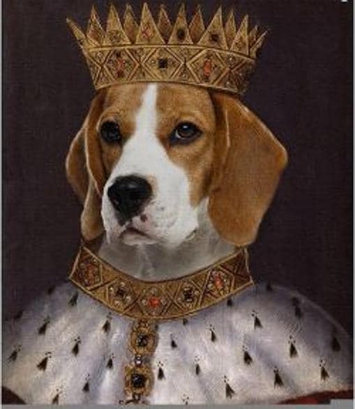 De perro callejero a tener un «título nobiliario»: el beagle de Meghan Markle