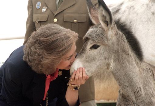 La Reina besa a un burro de pocos meses durante su visita a una yeguada militar en 1994