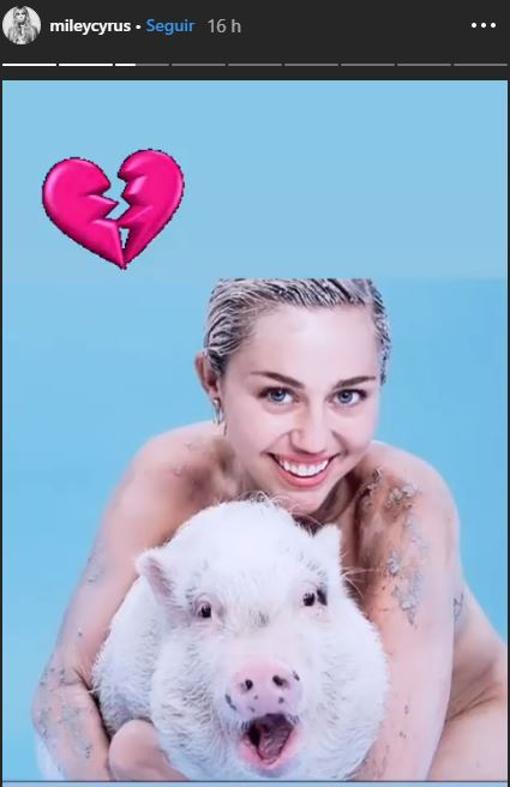 Miley Cyrus y su cerdovietnamita