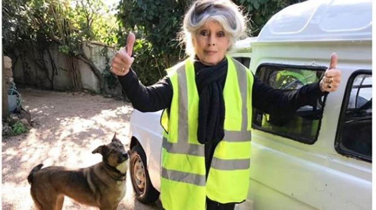 Brigitte Bardot pide por su cumpleaños que se mejore el trato de los animales
