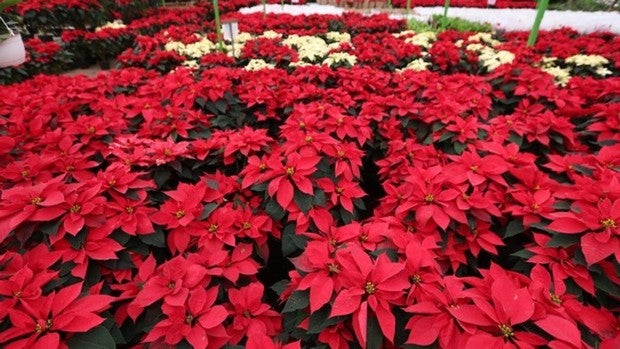 Flores de Nochebuena (Euphorbia pulcherrima) en Ciudad de México (México)