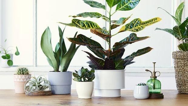 Cinco accesorios para mantener tus plantas vivas aunque seas principiante