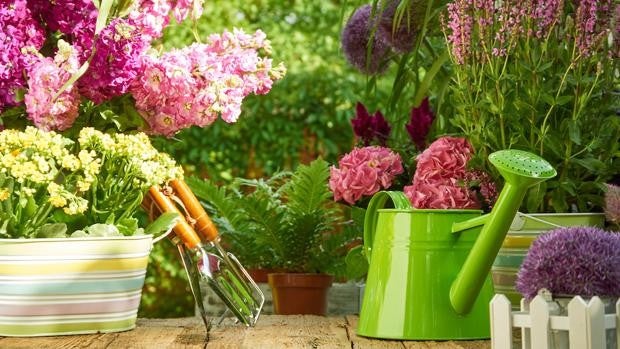 Cómo cuidar las plantas en verano para que no se sequen