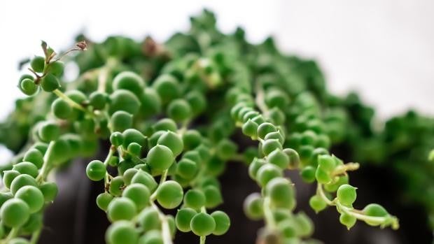 Suculentas colgantes: el toque verde que necesita la decoración de tu casa (sin apenas cuidados)