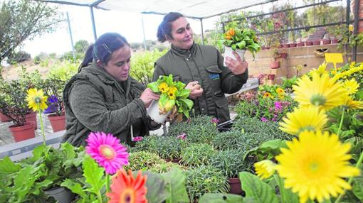 En la zona dedicada a la «vista» hay flores de todos los tipos y colores