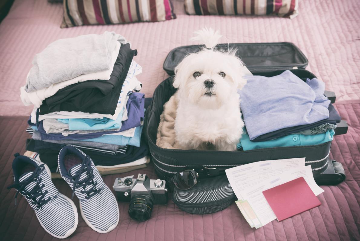 Como viajar con mascotas y no tener contratiempos