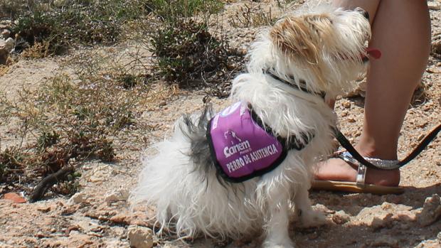 La seguridad que aporta vivir con un «perro guardián» de la salud