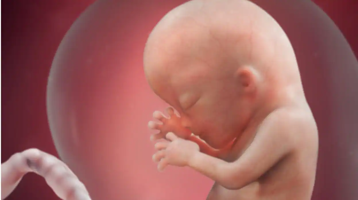 El embarazo en la semana 13: los genitales externos ya se pueden distinguir