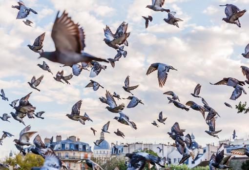 Cómo acabar con las palomas de terrazas y jardines