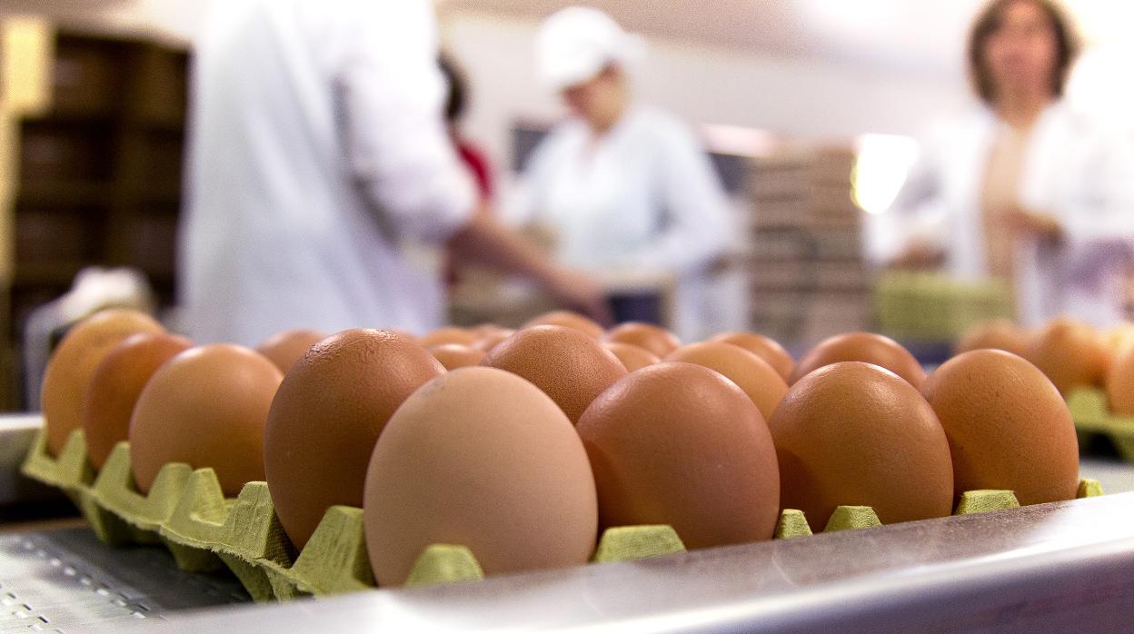 Verdades y mentiras sobre el huevo: la cantidad semanal recomendada y todo lo que aporta a tu dieta