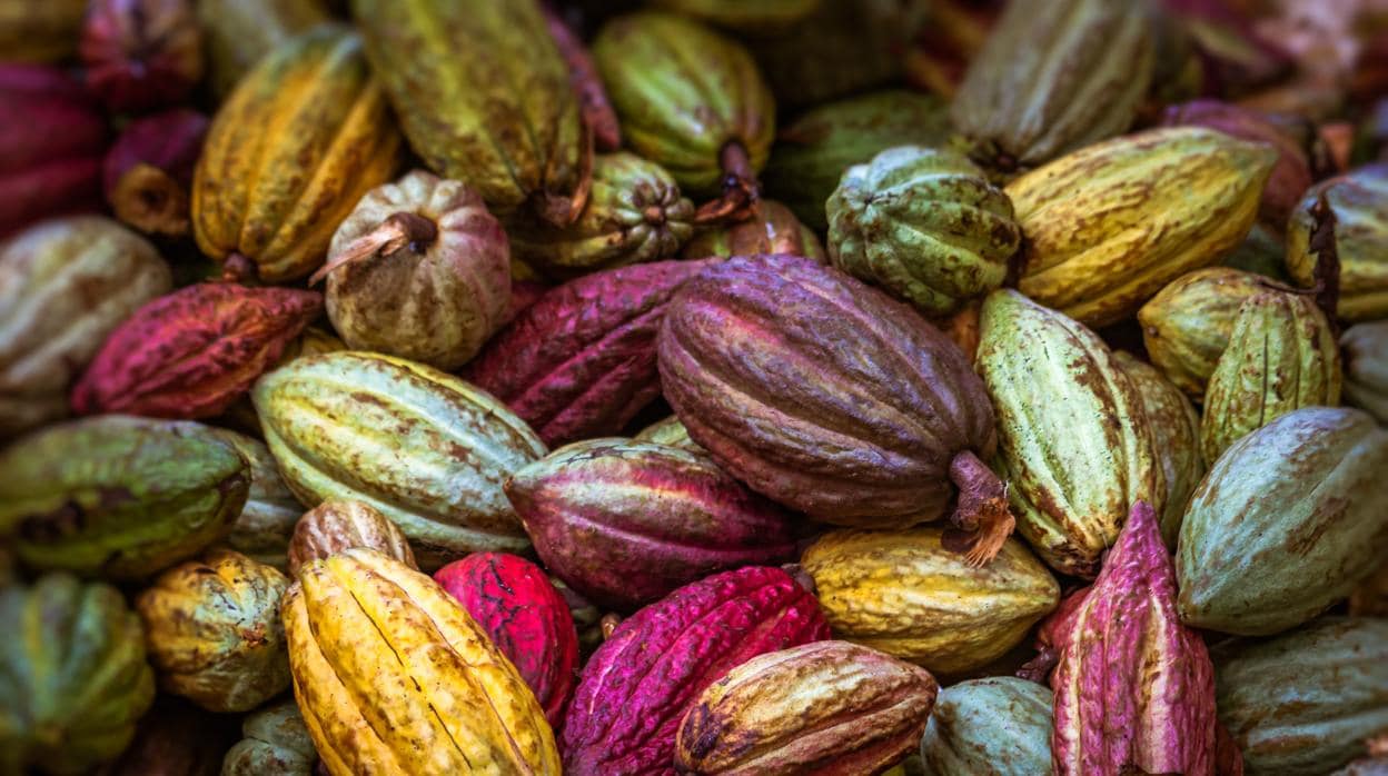 La fruta y el cacao representan la principal fuente de flavonoides en la alimentación infantil española