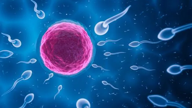 Los óvulos facilitan el embarazo corrigiendo espermatozoides con anomalías genéticas