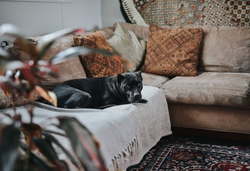 Fundas de sofás, protección máxima para tu sofá