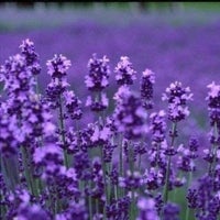 Imagen - Aceite esencial de Lavanda