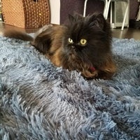 Imagen - Alfombra de salón grande 200x300cm