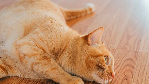 Hierba gatera Nepeta Cataria: ¿Cuáles son las mejores compras del mercado?