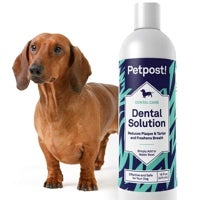 Imagen - Solución dental canina