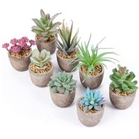 Imagen - Plantas Suculentas Artificiales 8pcs