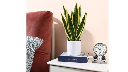 Planta de mesa en maceta