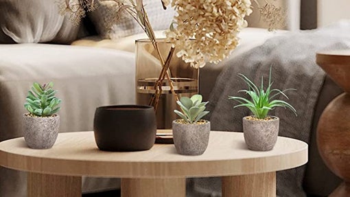 Suculentas en miniatura