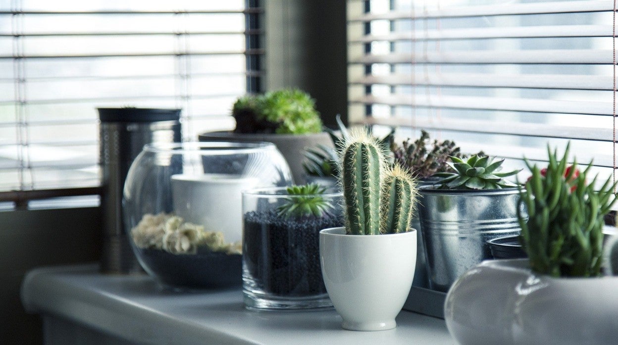 Cactus y suculentas en macetas