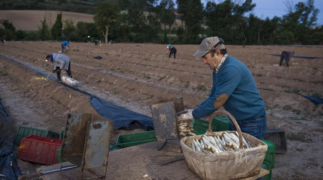 Recolección del espárrago blanco en el valle del medio Ebro, en Navarra, con sus campos 'acaballonados' al fondo