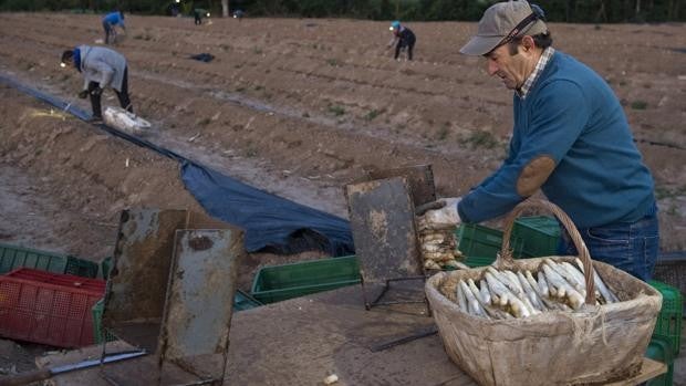 Espárrago blanco de Navarra: lujo enterrado en las huertas del valle medio del Ebro