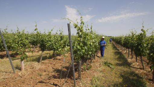 Viñedos en la Comunidad de Madrid
