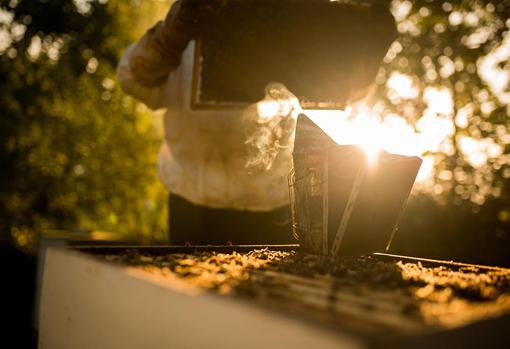 Trabajo en una colmena de abejas