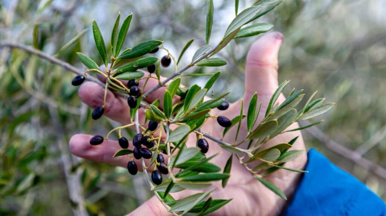 Acebuchinas, las pequeñas y silvestres aceitunas que da el acebuche y del que se extrae el aceite homónimo