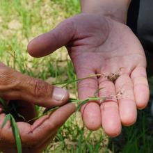 Germinados de arroz salvaje y 'hakita komachi'