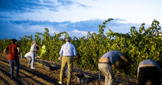 Experiencia para vivir una vendimia que ofrece Ramón Bilbao en su bodega de Rueda