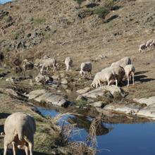 Ovejas laconas pastando en la finca Pascualete de la dehesa extremeña