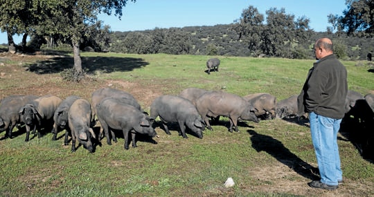 La llamada del porquero: Anselmo Mahúgo cría y cuida a los cerdos desde su nacimiento en la finca de Joselito