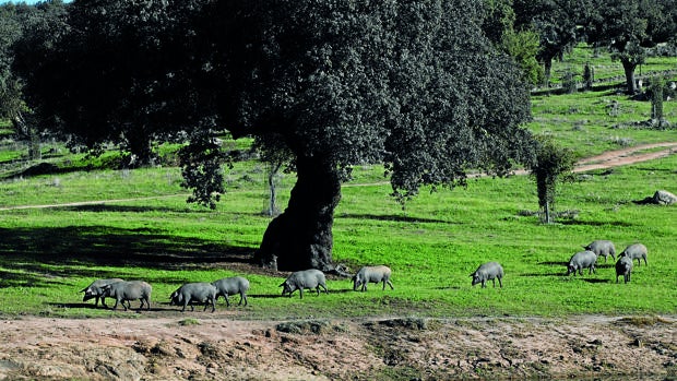 Así es la montanera del cerdo ibérico: el engorde feliz, la clave para un gran jamón