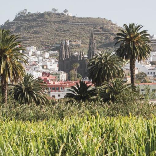 Cultivos de caña de azúcar en Arehucas