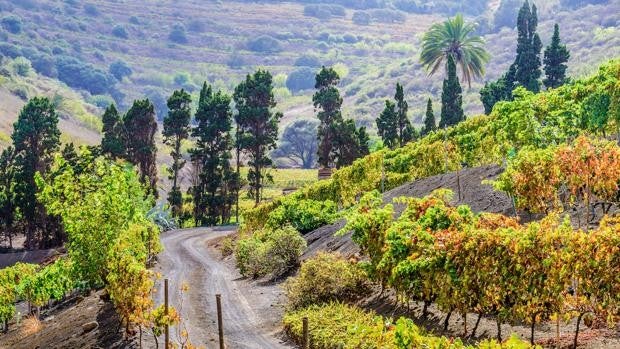 Gran Canaria, armonía líquida de la gastronomía