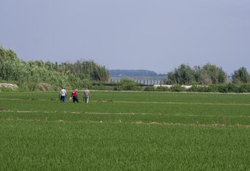 Arrozales en La Albufera, a solo 10 kilómetros de Valencia