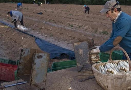 Recolección del espárrago blanco en el valle del medio Ebro, en Navarra, con sus campos 'acaballonados' al fondo